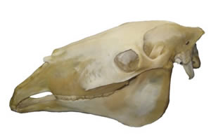 cranio-sacrale systeem